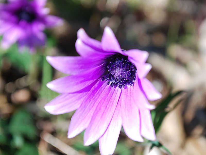 anemonexhortensisanmonedesjardinsphoto03.jpg