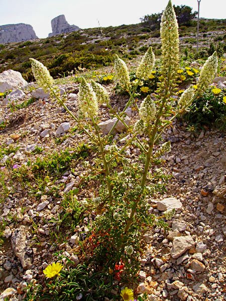 resedaalbarsdablanc.jpg