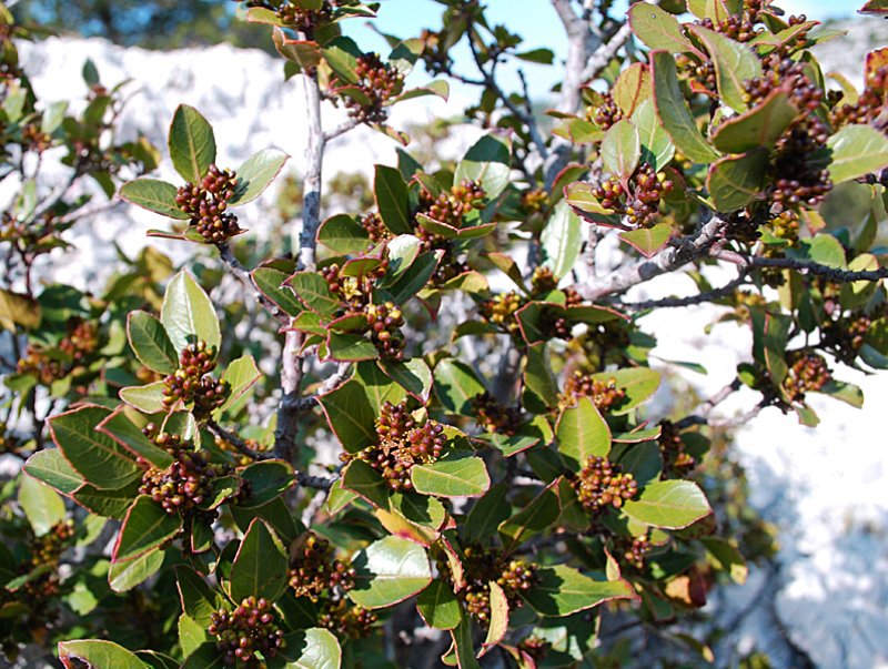 rhamnusalaternusnerprunalaterne04.jpg