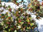 rhamnusalaternusnerprunalaterne04_small.jpg
