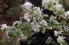 amelanchierovalisamlanchierphoto02_small.jpg