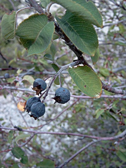 amelanchierovalisamlanchierphoto04.jpg