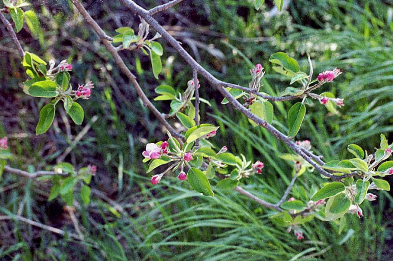malussylvestrispommiersauvage.jpg