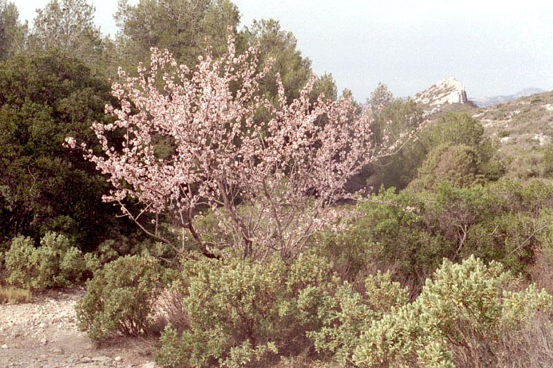 prunusamygdalusamandier.jpg