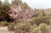 prunusamygdalusamandier_small.jpg
