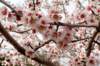 prunusamygdalusamandierphoto02_small.jpg