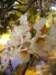 prunusamygdalusamandierphoto03_small.jpg