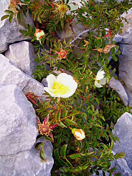 rosapimpinnellifoliarosierfeuillesdepimprenellephoto03.jpg