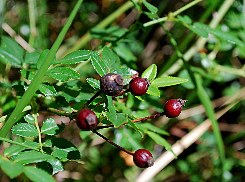 rosasempervirensrosiertoujoursvertphoto04.jpg
