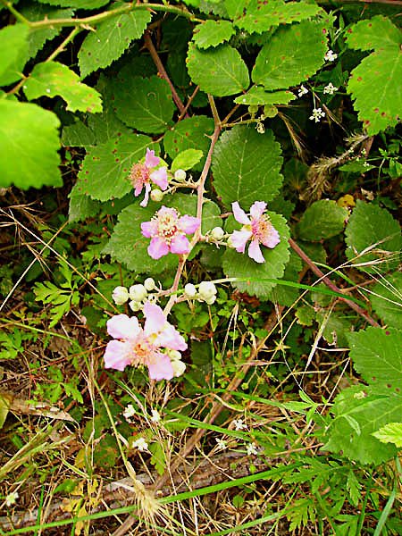 rubusulmifoliusroncefeuillesdorme.jpg