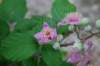 rubusulmifoliusroncefeuillesdormephoto02_small.jpg
