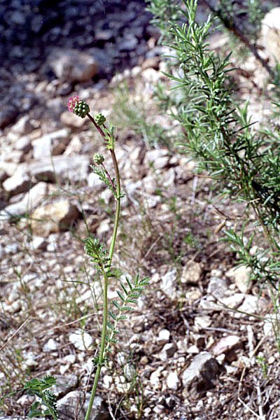 sanguisorbaminorpimprenellephoto02.jpg