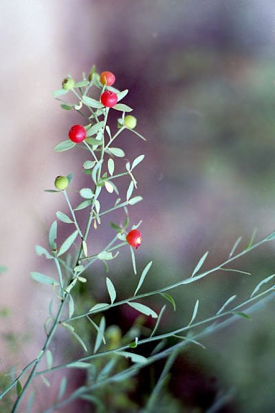 osyrisalbaosyrideblanchephoto03.jpg