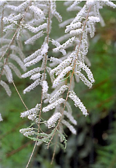 tamarixpentendratamarisdtphoto03.jpg