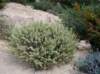 thymelaeatartonrairapasserine_small.jpg