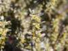 thymelaeatartonrairapasserinephoto03_small.jpg
