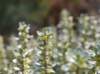 thymelaeatartonrairapasserinephoto04_small.jpg