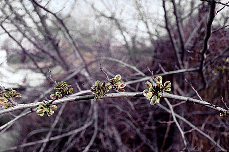 ulmusminorormephoto03.jpg