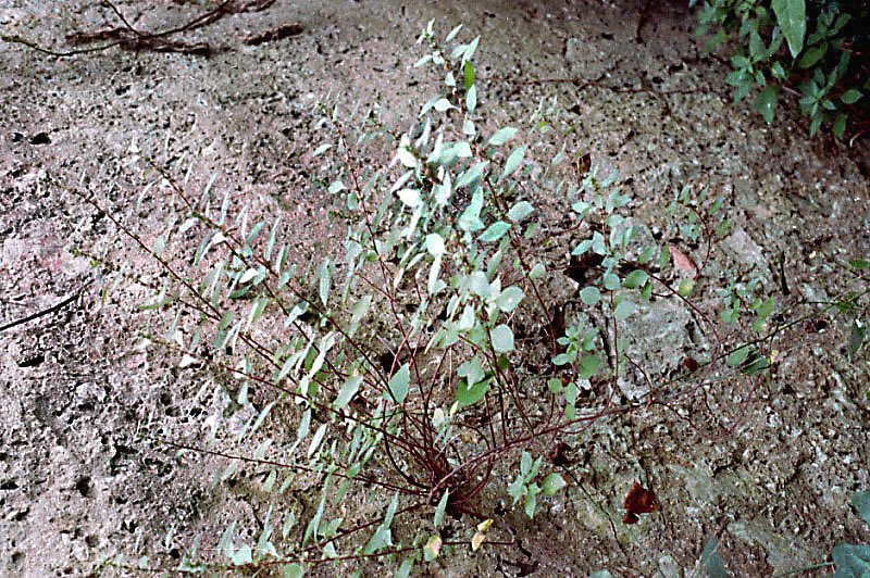 parietariaofficinalisparitaire.jpg