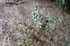 parietariaofficinalisparitaire_small.jpg