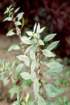 parietariaofficinalisparitairephoto02_small.jpg