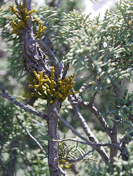 arceuthobiumoxycedriguidugenvrierphoto03.jpg