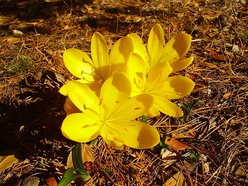 sternbergialuteacrocusdautomnephoto03.jpg