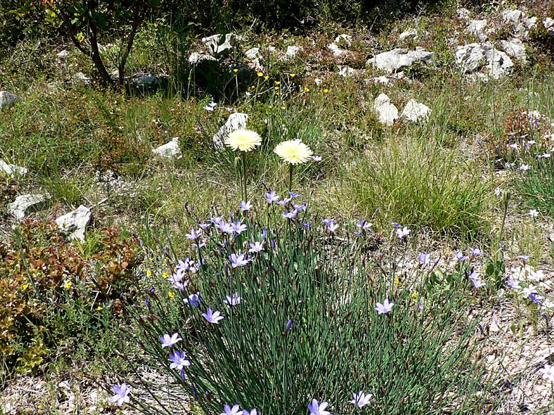 aphyllanthesmonspeliensisaphyllantedemontpellier.jpg