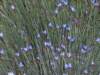 aphyllanthesmonspeliensisaphyllantedemontpellierphoto02_small.jpg