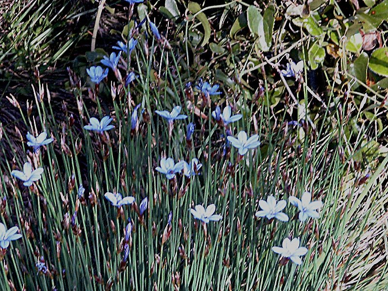 aphyllanthesmonspeliensisaphyllantedemontpellierphoto03.jpg
