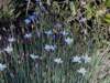 aphyllanthesmonspeliensisaphyllantedemontpellierphoto03_small.jpg