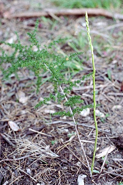 asparagusacutifoliusaspergesauvage.jpg