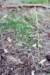 asparagusacutifoliusaspergesauvage_small.jpg
