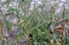 asparagusacutifoliusaspergesauvagephoto03_small.jpg