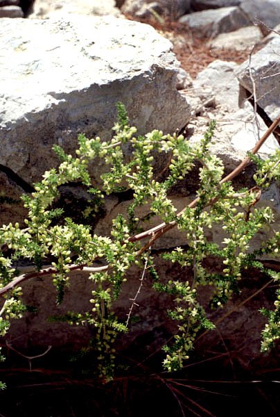 asparagusacutifoliusaspergesauvagephoto04.jpg