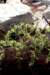 asparagusacutifoliusaspergesauvagephoto04_small.jpg