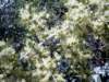 asparagusacutifoliusaspergesauvagephoto05_small.jpg