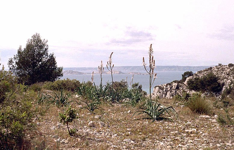 asphodelusramosusasphodle.jpg