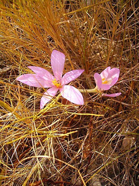 colchicumneapolitanumcolchiquedessablesphoto03.jpg