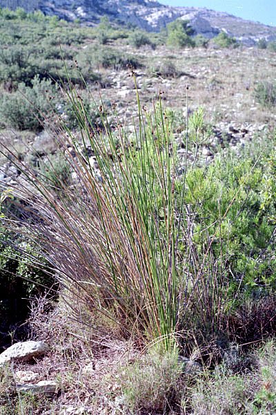 scirpoidesholoschoenus.jpg