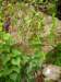 tamuscommunistamiercommunphoto04etsmilaxaspera_small.jpg