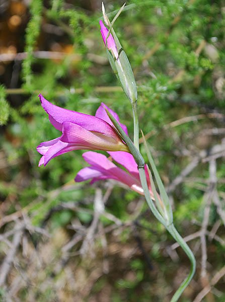gladiolusitalicusglaeuldesmoissons04.jpg