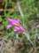 gladiolusitalicusglaeuldesmoissons04_small.jpg