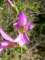 gladiolusitalicusglaeuldesmoissons05_small.jpg