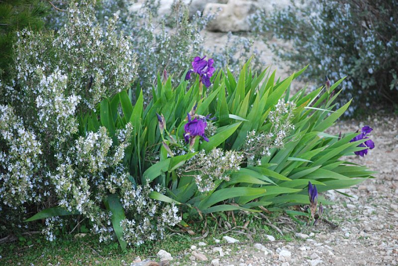 irisgermanicairisdesjardins.jpg