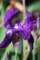 irisgermanicairisdesjardins02_small.jpg