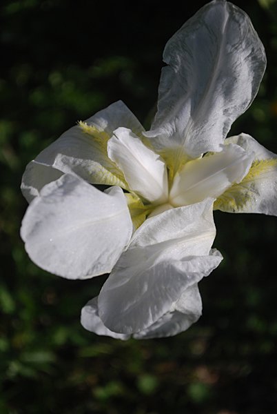irisgermanicairisdesjardins03.jpg