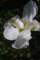 irisgermanicairisdesjardins03_small.jpg