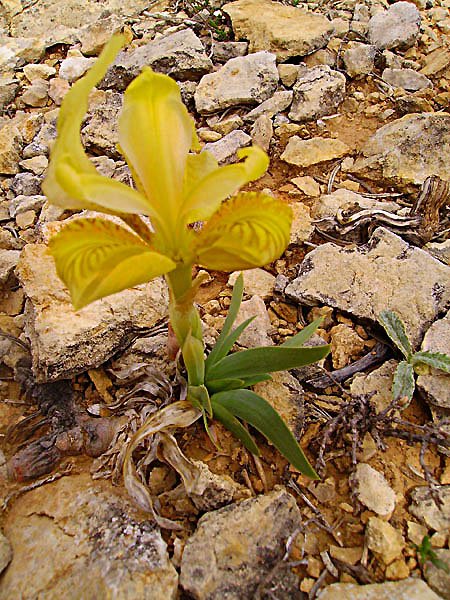 irislutescensirisnain03.jpg