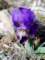 irislutescensirisnain04_small.jpg
